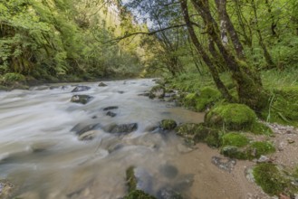 A river flows through a lively forest with smooth rocks that are partially submerged in the water.