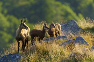 Three chamois standing on a sunny meadow with rocks in the background, chamois, chamois, (Rupicapra