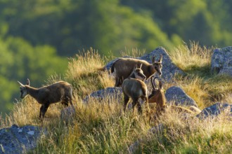 Four chamois standing on a sunny meadow with rocks in the background, chamois, chamois, (Rupicapra