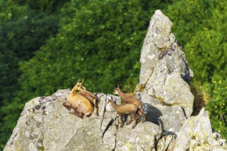 Chamois family resting on a rock with a wide view over green landscape, chamois, chamois,