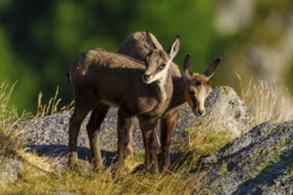 Two young chamois standing close to each other on a rocky ground surrounded by summer grass,