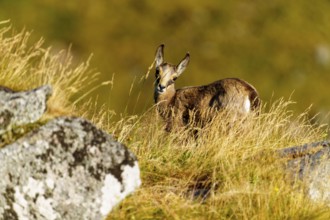 A curious young chamois stands on a rock, accompanied by a resting deer in the grass, chamois,