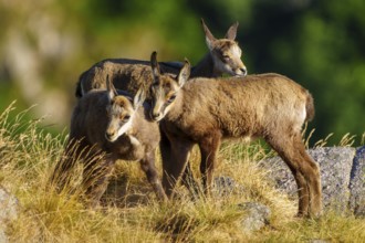 Three young chamois moving in a grassy, rocky environment surrounded by forest greenery, chamois,