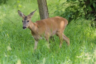 A female roe deer (Capreolus capreolus) crosses a green meadow. Bavaria, Germany