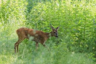A female roe deer (Capreolus capreolus) crosses a nettle thicket. Bavaria, Germany