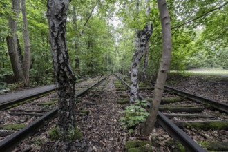 Renaturalisation in the Schöneberger Südgelände nature park, birch trees (Betula pendula) between