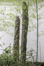 Chinese Garden, Gardens of the World, Berlin, Germany