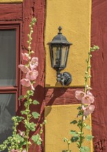 Flowering pink hollyhocks at an old half timbered wall with lamp in Ystad, Skåne county, Sweden,