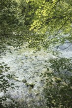 Mangfall near Bruckmühl, district of Miesbach, Upper Bavaria, Bavaria, Germany