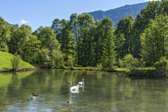Swan pond with swans and ducks, park of Linderhof Castle, UNESCO World Heritage Site, Ettal,