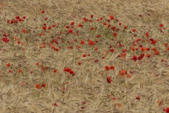 Common field poppy (Papaver rhoeas) flowers in a ripe farmland barley crop in summer, England,