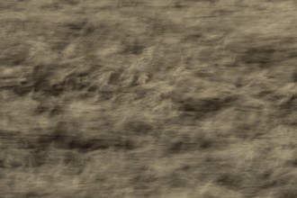 Common reed (Phragmites australis) reeds in a reedbed blowing in the wind abstract image, England,