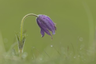 Pasqueflower (Pulsatilla vulgaris) purple flower in grassland in spring, England, United Kingdom
