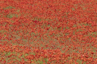 Common field poppy (Papaver rhoeas) flowers in a arable field in summer, England, United Kingdom