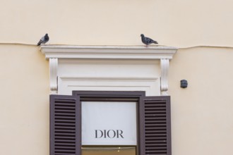 Feral pigeon (Columba livia domestica) two adult birds on an urban city building, Rome, Italy