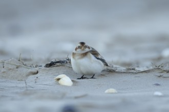 Snow bunting (Plectrophenax nivalis) adult bird on a sandy beach in winter, England, United Kingdom