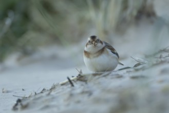 Snow bunting (Plectrophenax nivalis) adult bird feeding on a sandy beach in winter, England, United