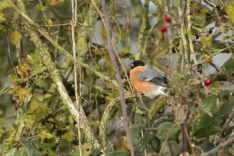 Eurasian bullfinch (Pyrrhula pyrrhula) adult male bird feeding in a hedgerow in winter, England,