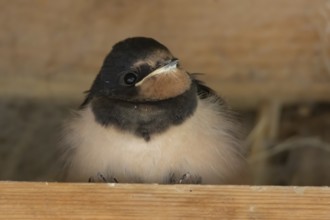 Barn swallow (Hirundo rustica) juvenile young baby bird on a wooden beam, England, United Kingdom