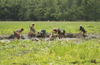 BAKSA, INDIA- JULY 12: Tribal women engage in traditional fishing using Jakoi, a bamboo fishing