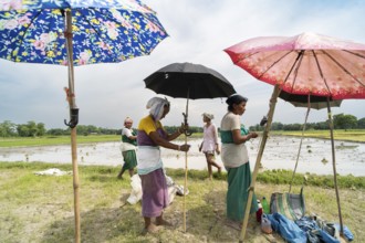 BAKSA, INDIA- JULY 12: Tribal women prepare rice saplings under temporary umbrellas on a hot summer