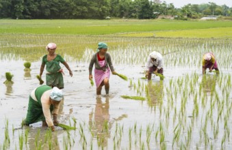 BAKSA, INDIA- JULY 12: Tribal women transplant rice seedlings in a waterlogged paddy field in
