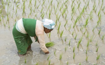 BAKSA, INDIA- JULY 12: A tribal woman transplant rice seedlings in a waterlogged paddy field in