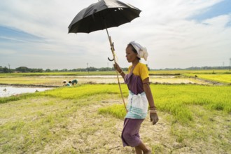 BAKSA, INDIA- JULY 12: A tribal woman farmer walks through the vibrant paddy fields of Assam,