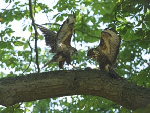 Passing food from adult bird to young bird on a branch, Berlin, Germany
