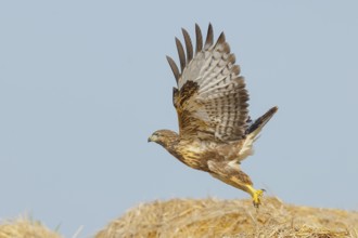 Buzzard (Buteo buteo) adult bird taking off from a pile of straw, wildlife, nature photography,