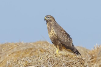 Buzzard (Buteo buteo) adult bird sitting on a pile of straw, wildlife, nature photography, birds,