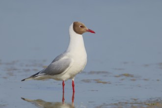 Black-headed Black-headed Gull (Larus ridibundus) standing in shallow water, wildlife, nature