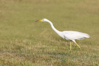 Great Egret (Egretta alba), looking for food in a mown meadow, wildlife, nature photography, heron,