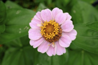 Zinnia (Zinnia elegans), flower, flowering, Germany