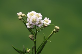 Marsh yarrow (Achillea ptarmica), flowering, flowers, Ellerstadt, Germany