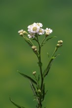 Marsh yarrow (Achillea ptarmica), flowering, flowers, Ellerstadt, Germany