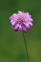 Pigeon Scabiosa (Scabiosa columbaria), pigeonweed, flowering, flowering, Ellerstadt, Germany