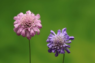 Pigeon Scabiosa (Scabiosa columbaria), pigeonweed, flowering, flowering, Ellerstadt, Germany