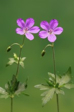 Cranesbill (Geranium cinereum), flowering, flowers, perennial plant, perennial, Ellerstadt, Germany