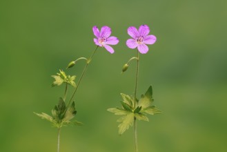 Cranesbill (Geranium cinereum), flowering, flowers, perennial plant, perennial, Ellerstadt, Germany