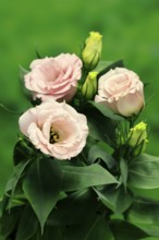 Prairie gentian, Lisianthius, Eustoma, flowering, Germany