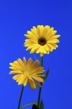 Marigold (Calendula officinalis), flower, flowering, medicinal plant, Ellerstadt, Germany