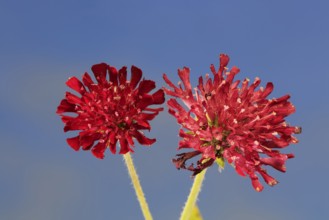 Macedonian widow flower (Knautia macedonica), flowering, Germany