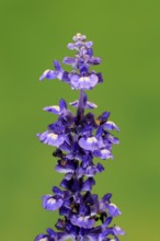 Mealycup sage (Salvia farinacea), flowering, flower, Ellerstadt, Germany