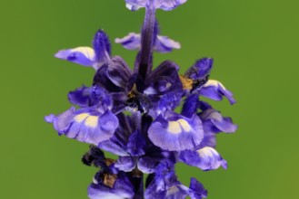 Mealycup sage (Salvia farinacea), flowering, flower, Ellerstadt, Germany
