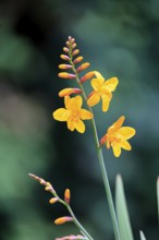 Montbretia (Crocosmia x crocosmiiflora), flowering, flower, Ellerstadt, Germany