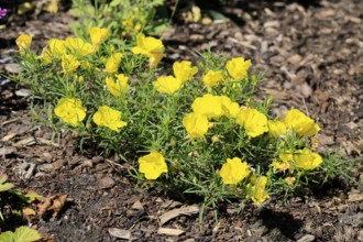 Oenothera hartwegii, evening primrose, flowering, flower, Ellerstadt, Germany