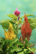 Cockscomb (Celosia argentea), feather bush, flowering, Germany
