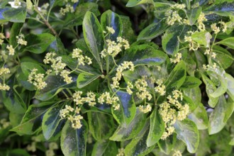 Euonymus japonicus (Euonymus japonicus), flowering, Germany