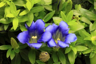 Koch's gentian (Gentiana acaulis), flowering, Germany